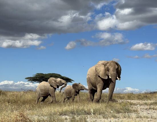 los-paises-acuerdan-una-hoja-de-ruta-para-la-financiacion-de-la-proteccion-de-la-biodiversidad