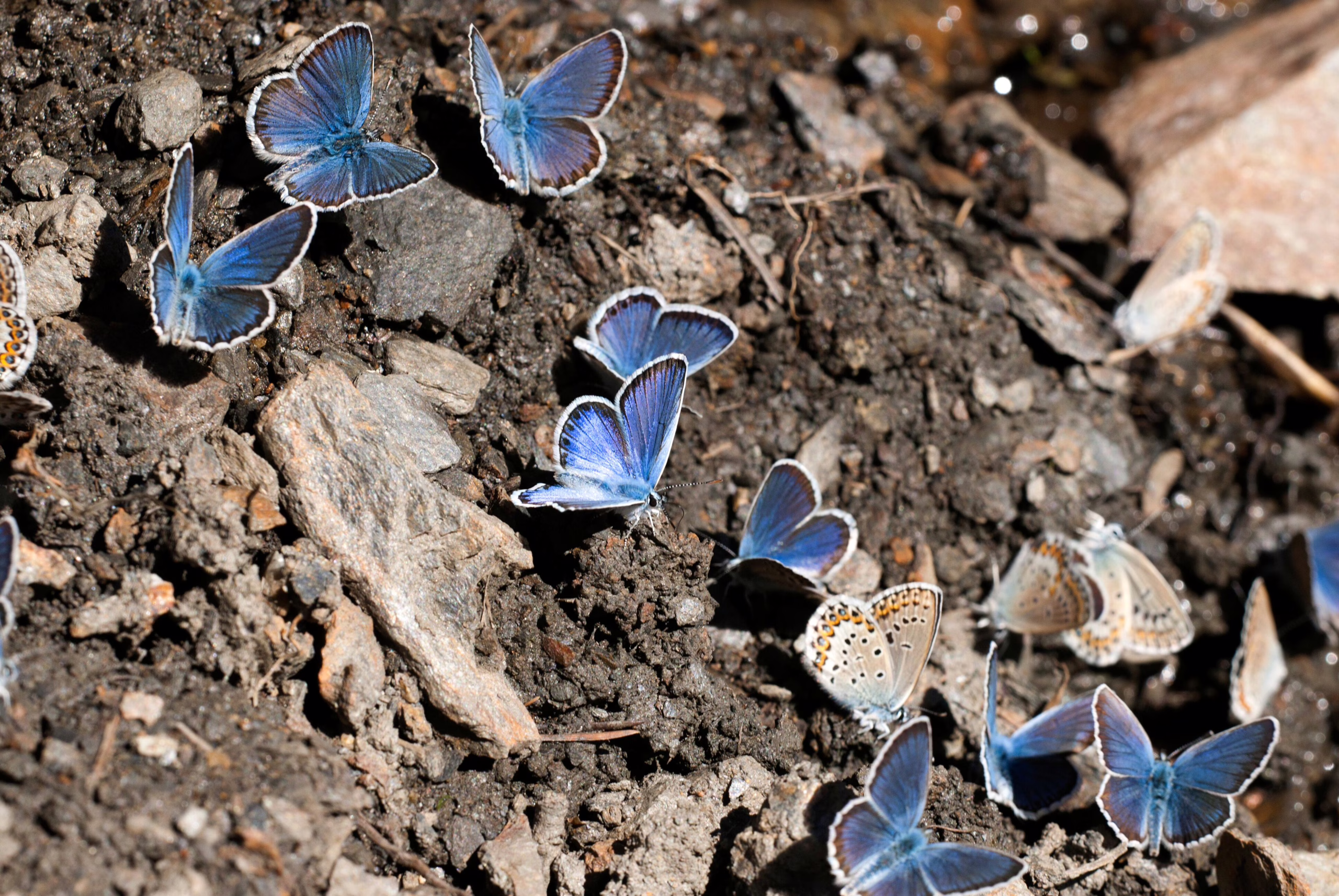 el-mundo-se-queda-sin-mariposas