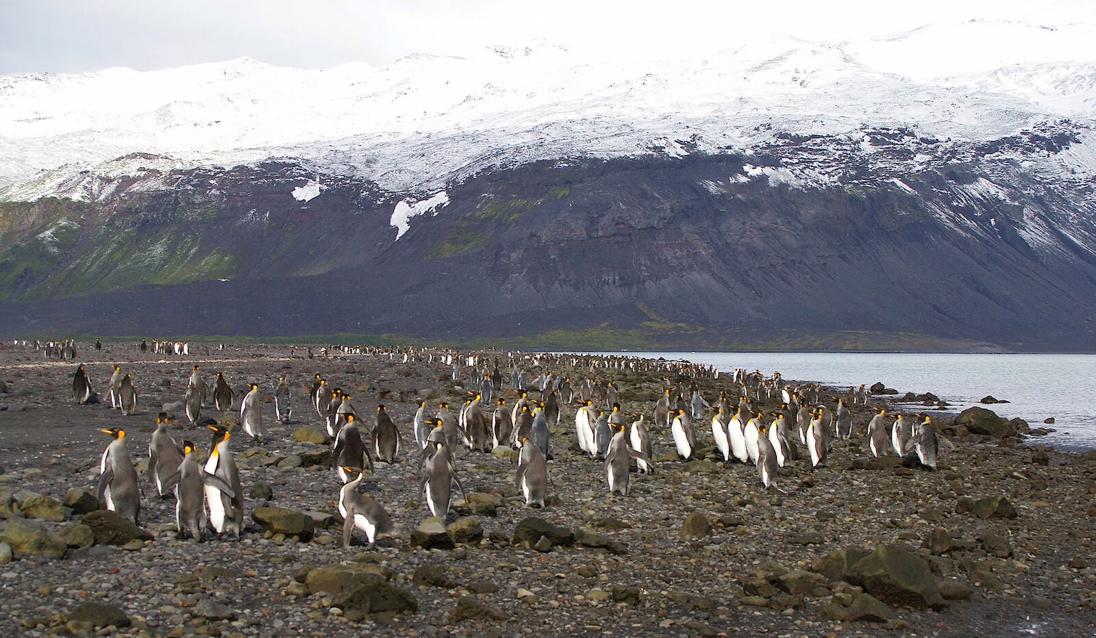heard-y-mcdonald,-las-islas-habitadas-solo-por-pinguinos-y-focas-a-las-que-trump-ha-impuesto-aranceles