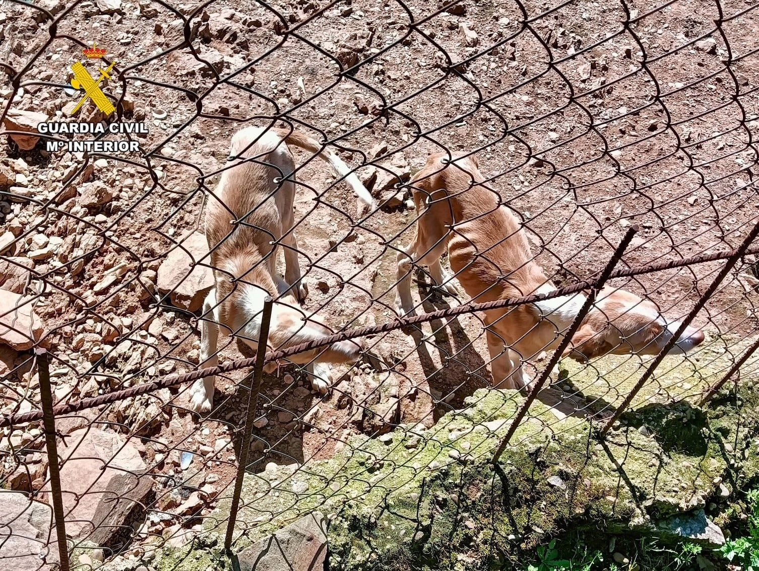 rescatan-a-66-perros-en-condiciones-extremas-de-salud-en-una-finca-de-canamero
