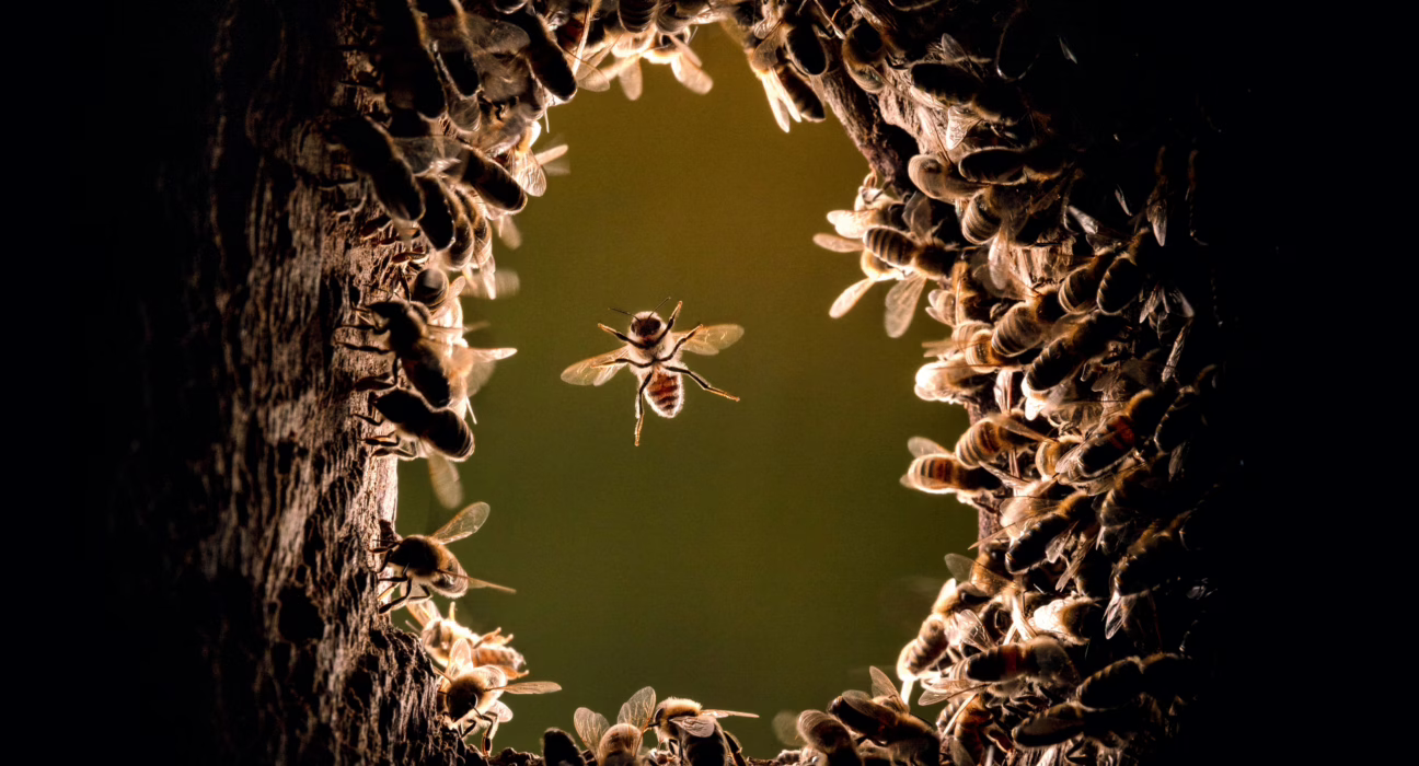 todo-lo-que-nos-cuentan-las-abejas-de-la-miel-salvajes-que-viven-en-los-bosques