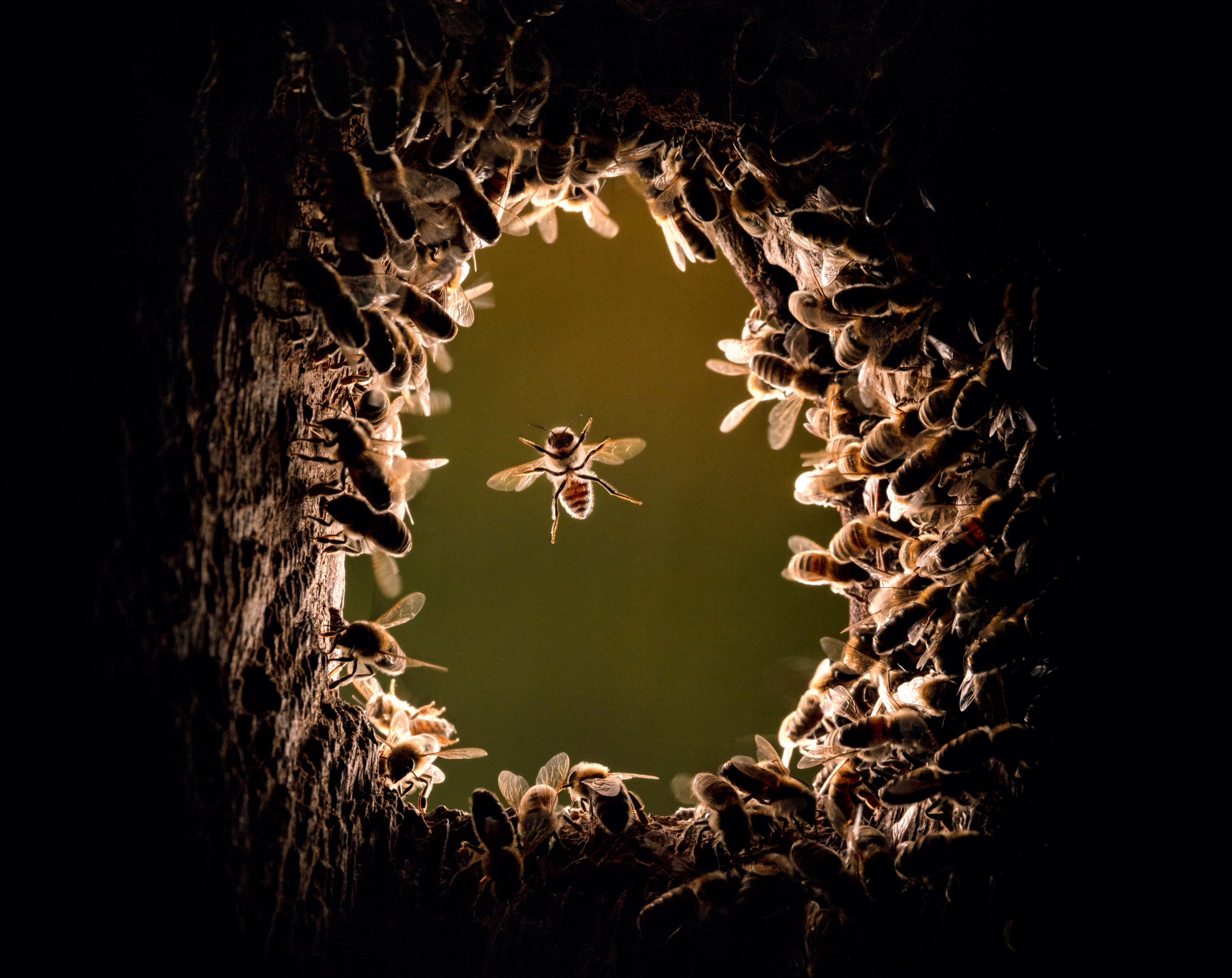 todo-lo-que-nos-cuentan-las-abejas-de-la-miel-salvajes-que-viven-en-los-bosques