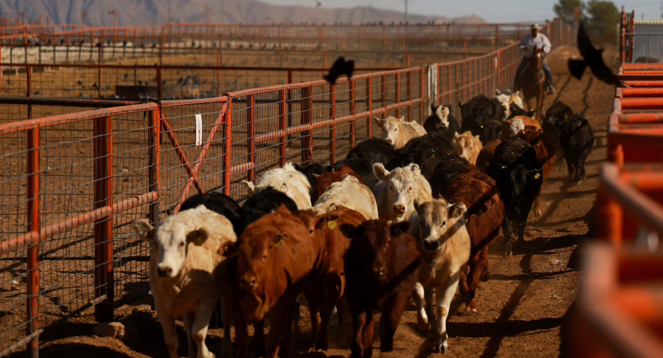 la-secretaria-de-agricultura-de-estados-unidos-sobre-la-plaga-de-gusano-barrenador-en-mexico:-“¡una-gran-victoria-para-nuestros-ganaderos!”