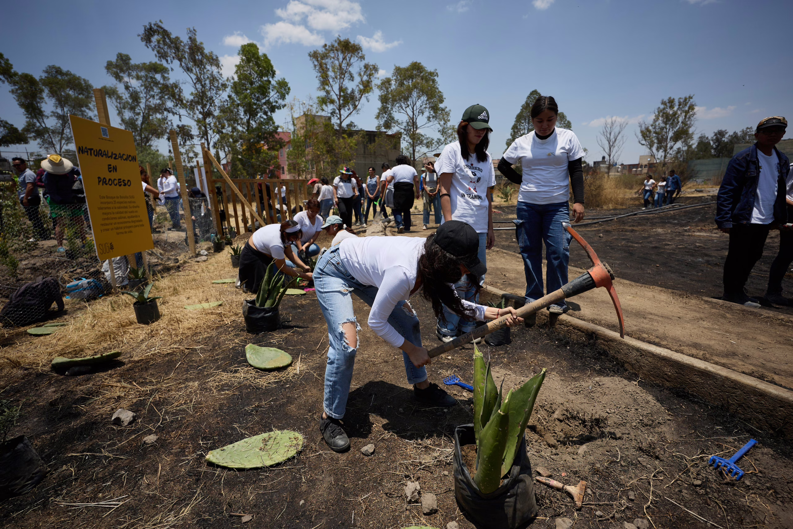 miyawaki-en-nezahualcoyotl:-el-metodo-japones-para-crear-bosques-llega-a-mexico