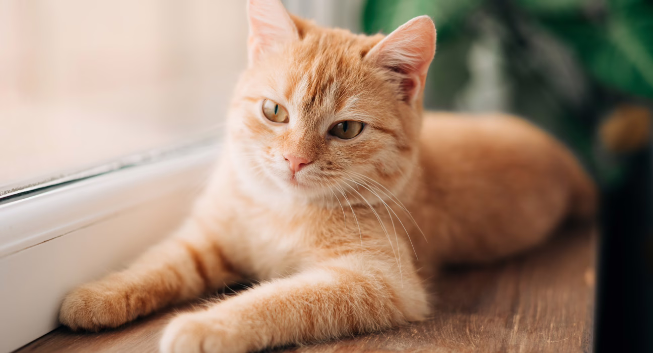 resuelto-el-misterio-de-los-gatos-naranjas:-un-gen-explica-por-que-casi-todos-son-machos