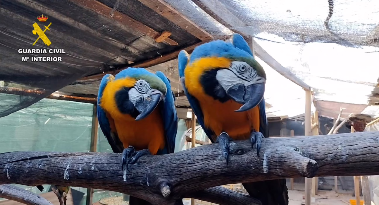 desmantelada-una-red-internacional-de-trafico-de-especies-protegidas,-la-mayoria-aves-exoticas