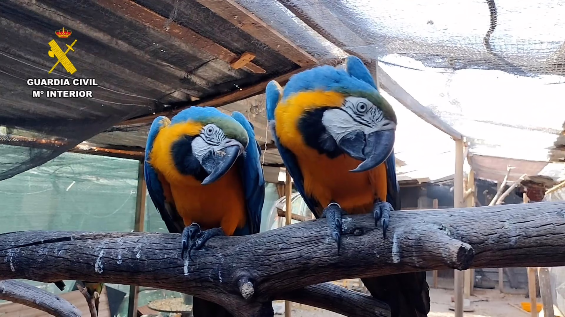desmantelada-una-red-internacional-de-trafico-de-especies-protegidas,-la-mayoria-aves-exoticas