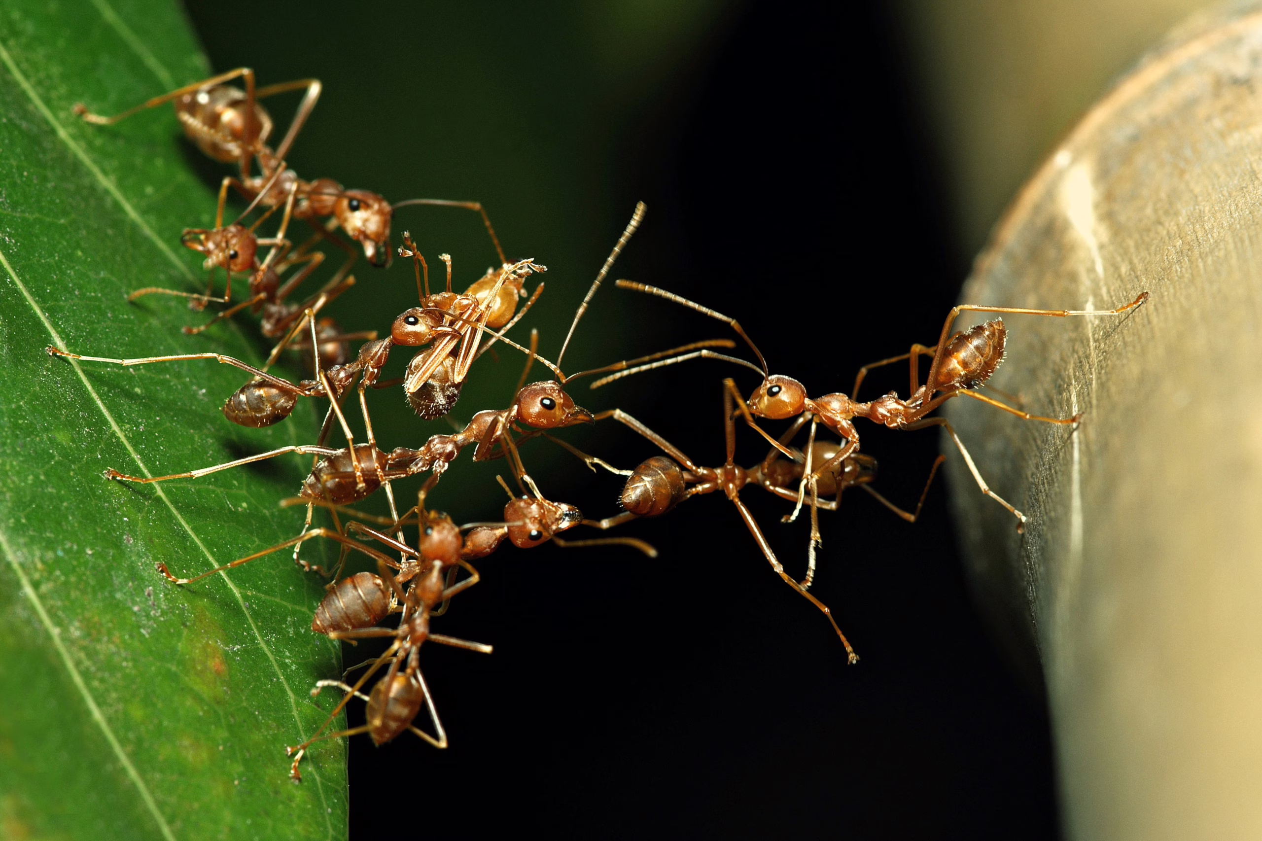 ant-bridges-and-bird-built-pergolas:-what-animal-architecture-teaches-us-about-evolution