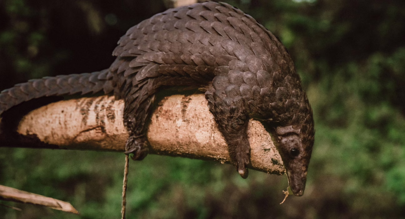 salvar-al-pangolin:-una-batalla-global-contra-el-crimen-ambiental-organizado