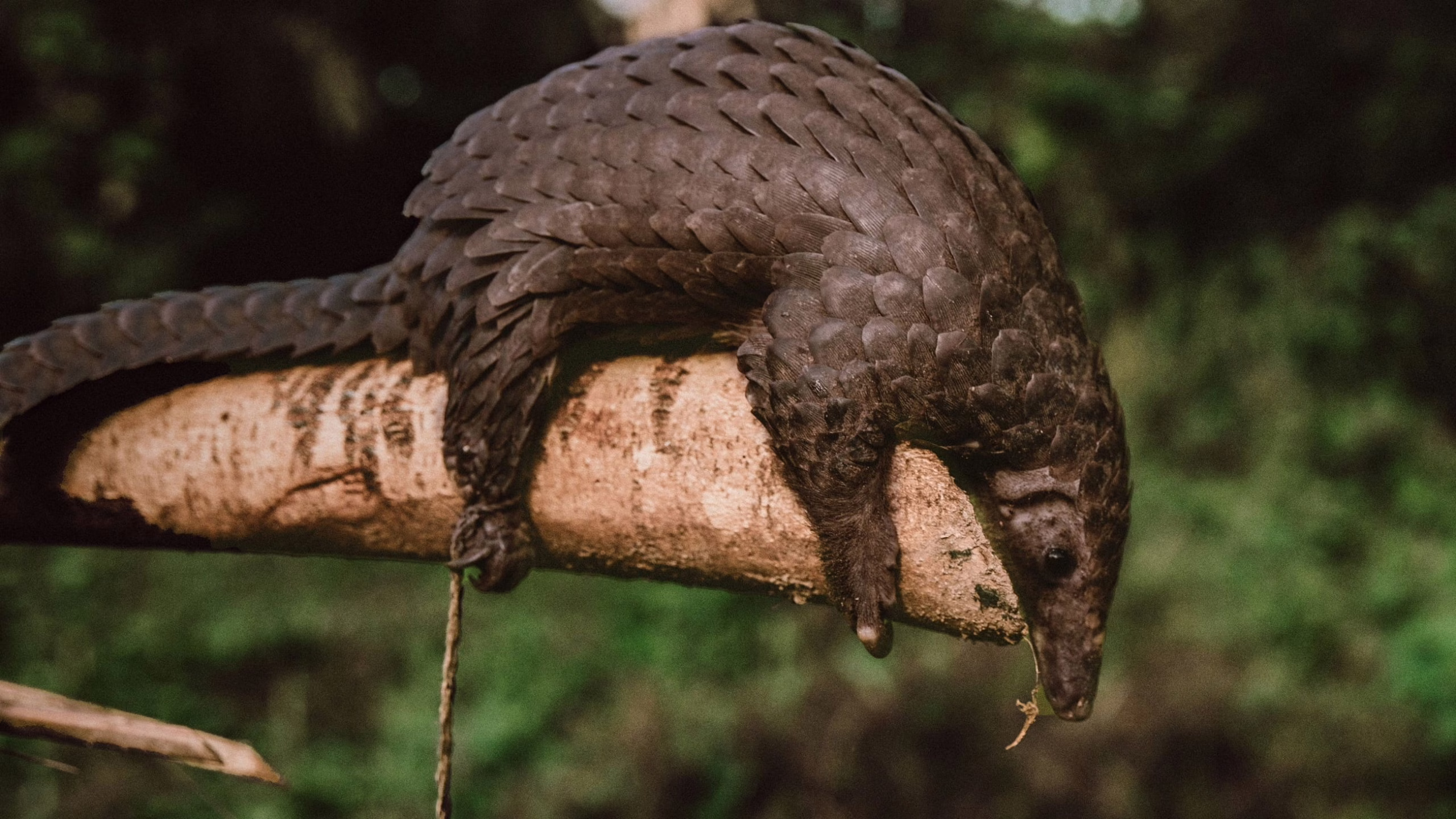 salvar-al-pangolin:-una-batalla-global-contra-el-crimen-ambiental-organizado