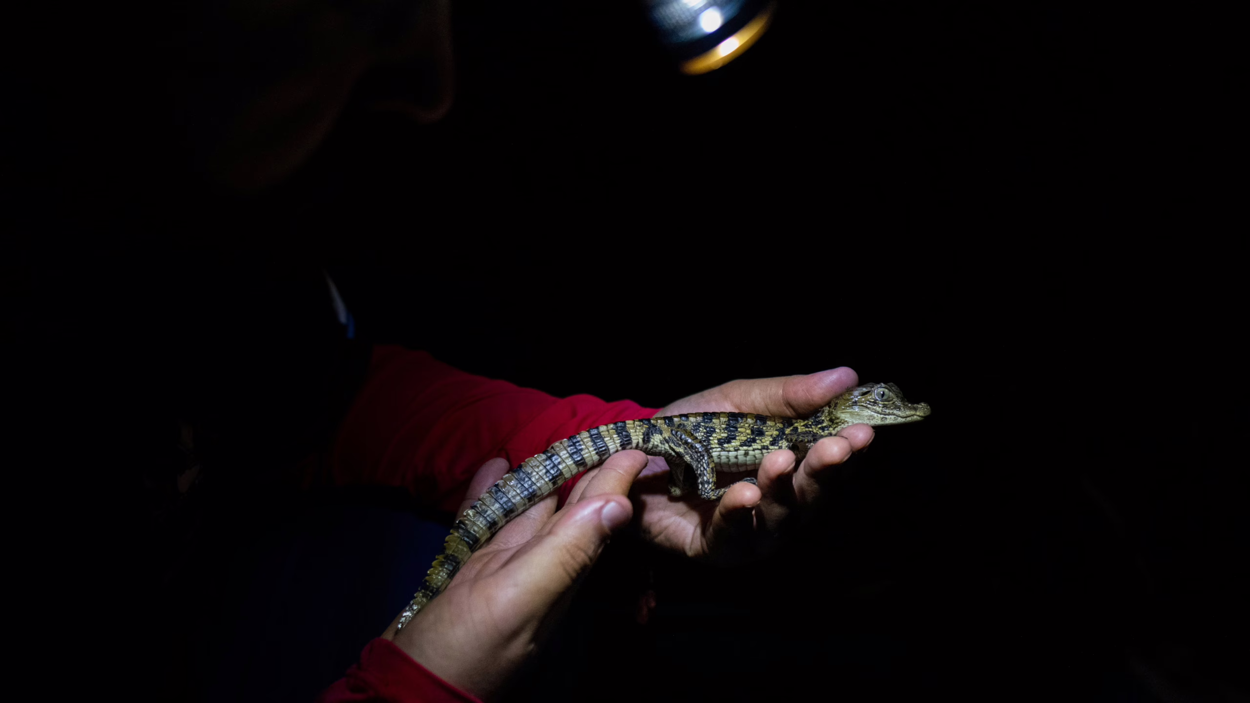 los-caimanes-de-las-lagunas-de-rio-de-janeiro,-la-esperanza-de-un-ecosistema-agonico