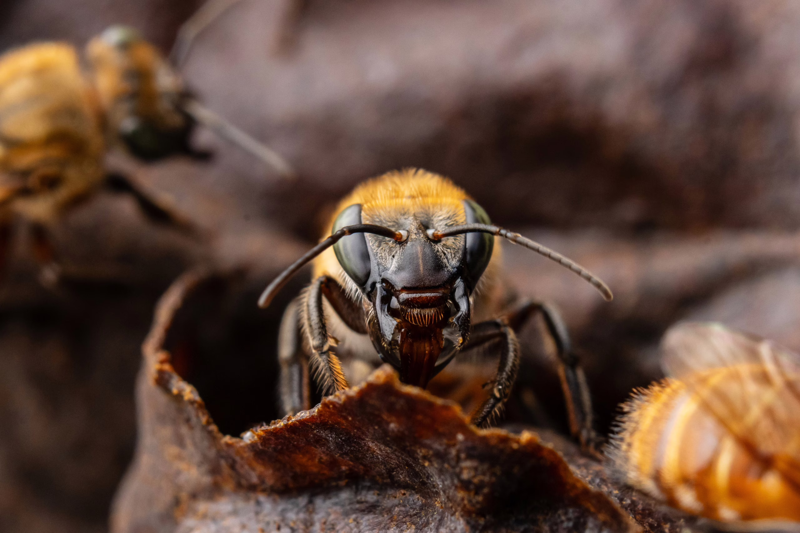colmenas-en-resistencia-para-salvar-a-las-abejas-nativas-de-peru-frente-a-la-perdida-de-bosques