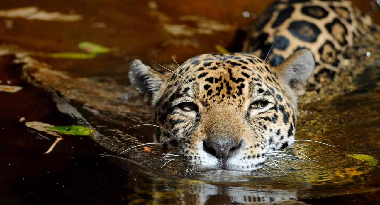 comprar-un-collar-online-de-garras-de-jaguar:-mexico-encabeza-el-trafico-ilegal-de-felinos
